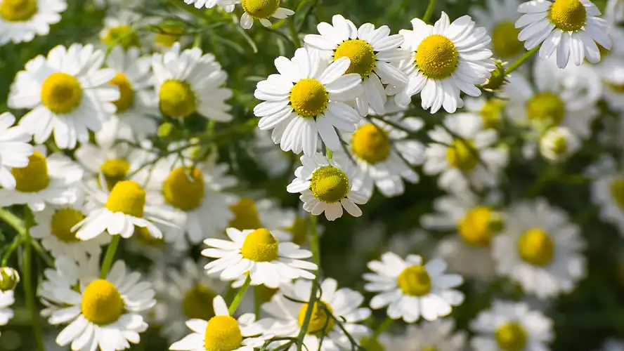 حکیم سیدقائم