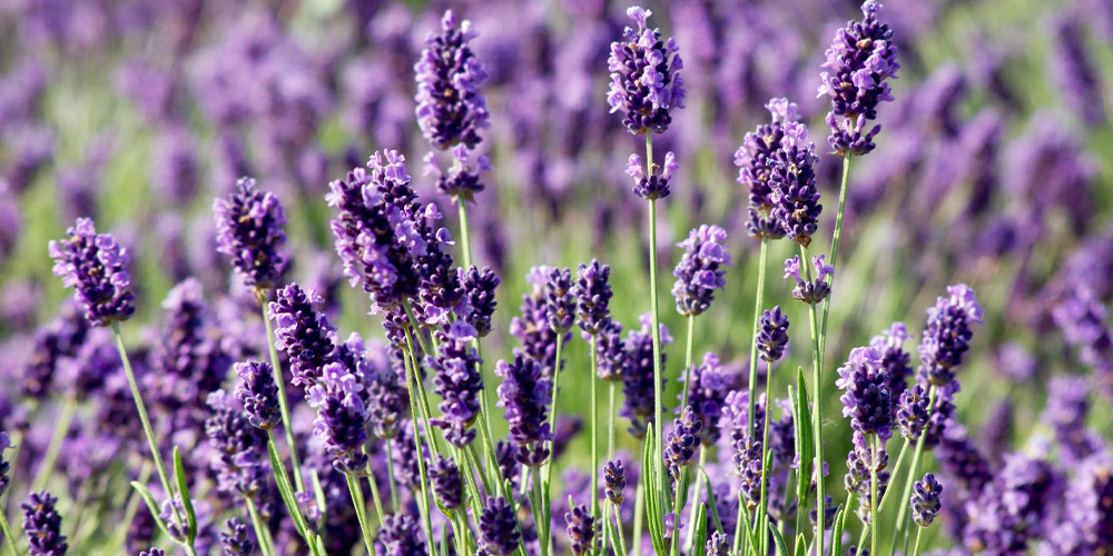 ۵ گیاه دارویی برای آرامش اعصاب و خواب راحت 3