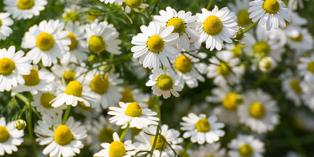 ۵ گیاه دارویی برای آرامش اعصاب و خواب راحت 4