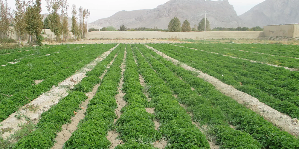 ۵ گیاه دارویی برای آرامش اعصاب و خواب راحت 5