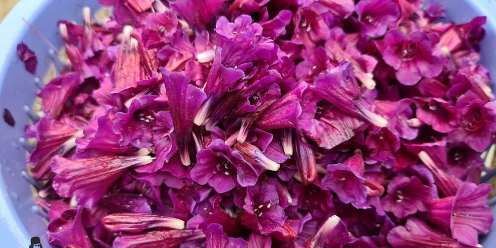 ۵ گیاه دارویی برای آرامش اعصاب و خواب راحت 6