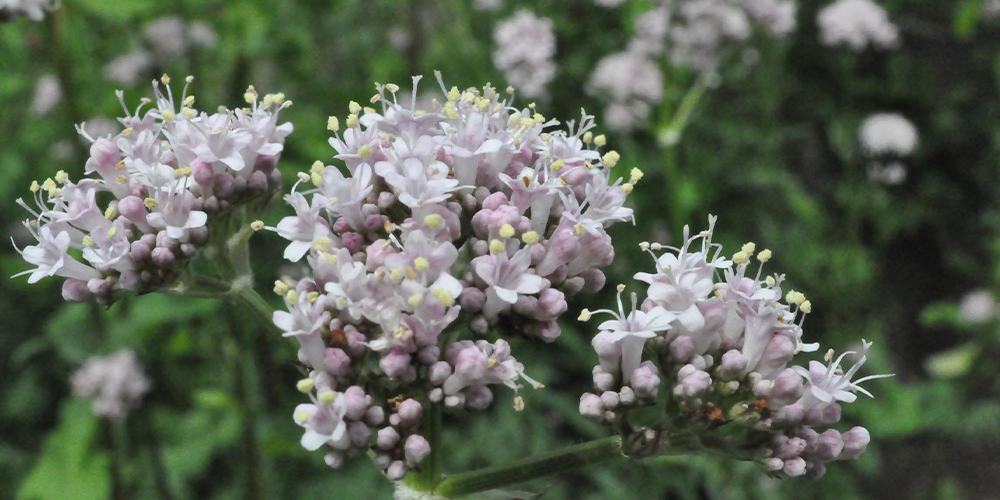 ۵ گیاه دارویی برای آرامش اعصاب و خواب راحت 2